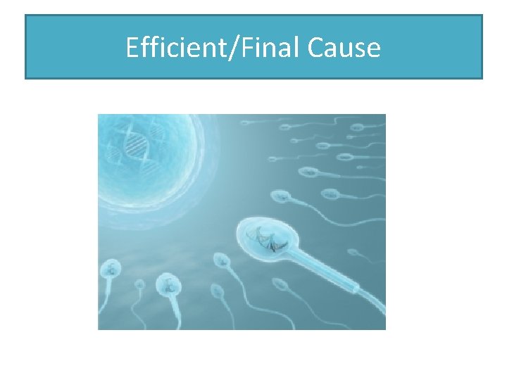 Efficient/Final Cause 
