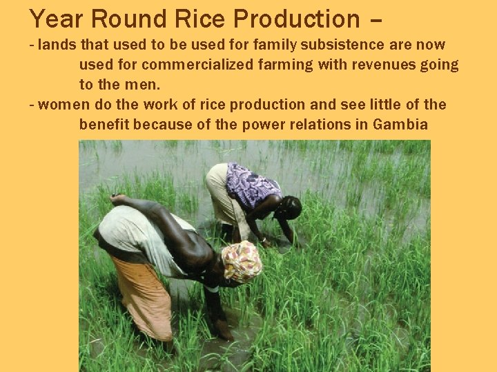 Year Round Rice Production – - lands that used to be used for family