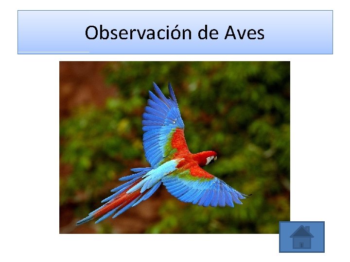 Observación de Aves 