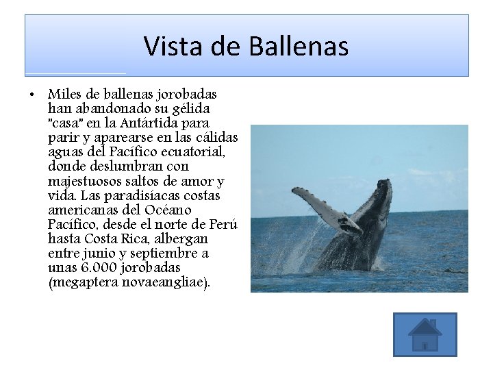 Vista de Ballenas • Miles de ballenas jorobadas han abandonado su gélida "casa" en