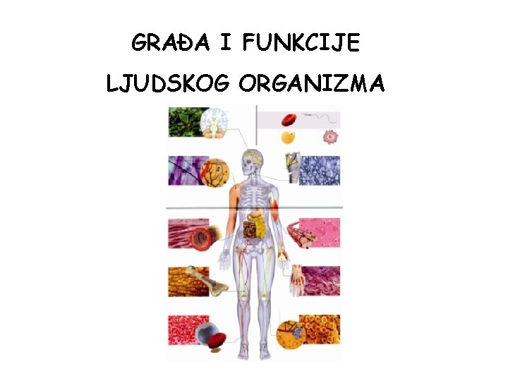 GRAĐA I FUNKCIJE LJUDSKOG ORGANIZMA 