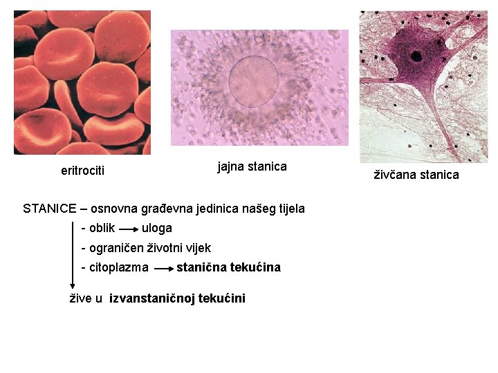 jajna stanica eritrociti STANICE – osnovna građevna jedinica našeg tijela - oblik uloga -