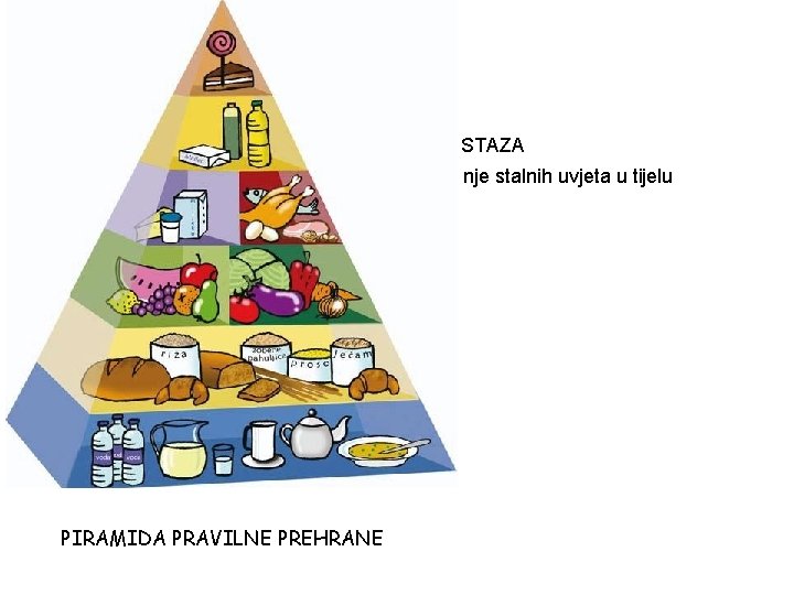 HOMEOSTAZA - održavanje stalnih uvjeta u tijelu PIRAMIDA PRAVILNE PREHRANE 