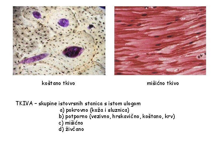 koštano tkivo mišićno tkivo TKIVA – skupine istovrsnih stanica s istom ulogom a) pokrovno
