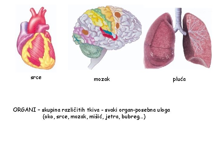 srce mozak ORGANI – skupina različitih tkiva - svaki organ-posebna uloga (oko, srce, mozak,