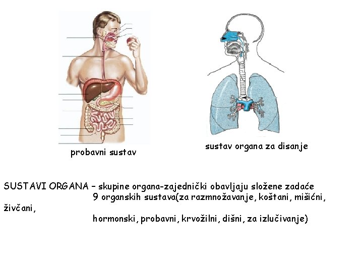 probavni sustav organa za disanje SUSTAVI ORGANA – skupine organa-zajednički obavljaju složene zadaće 9