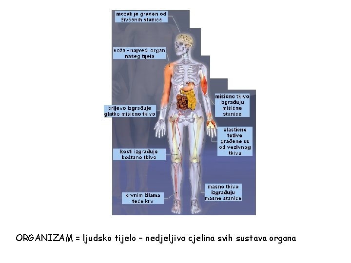 ds lju lo e tij ko ORGANIZAM = ljudsko tijelo – nedjeljiva cjelina svih