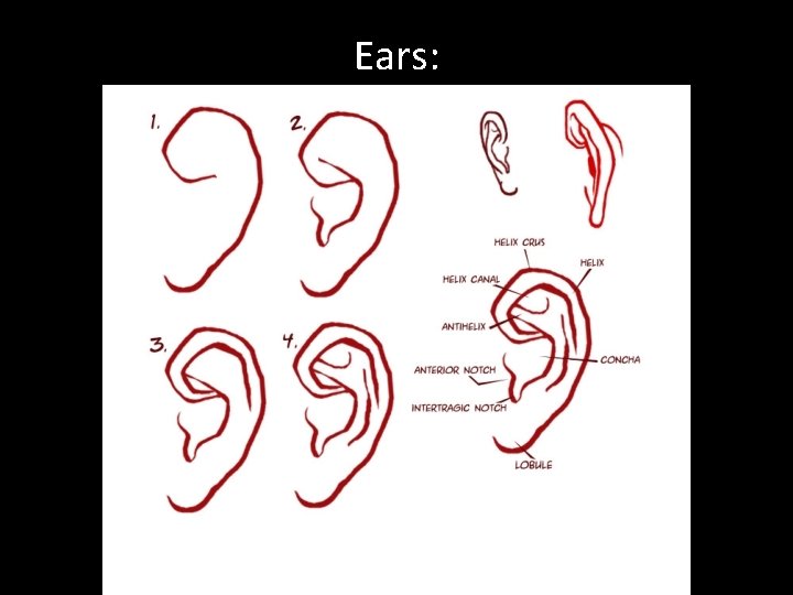 Ears: 