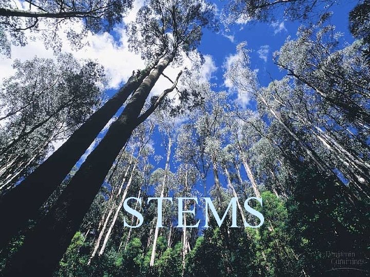 STEMS 