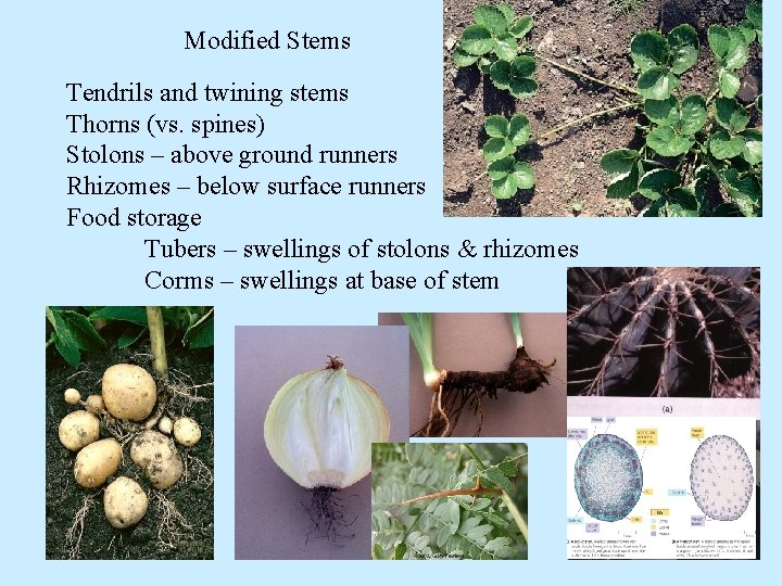 Modified Stems Tendrils and twining stems Thorns (vs. spines) Stolons – above ground runners