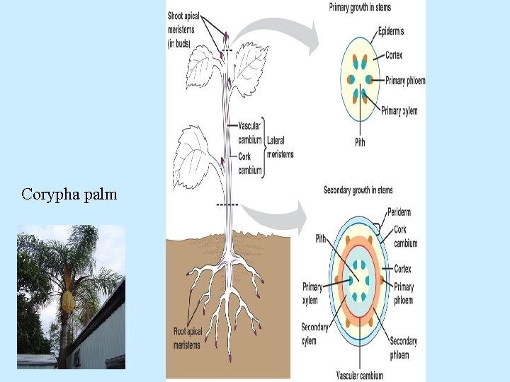 Corypha palm 