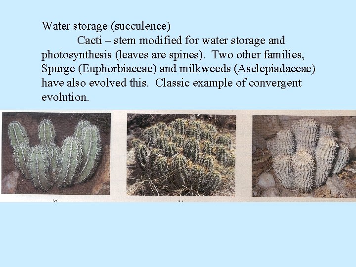 Water storage (succulence) Cacti – stem modified for water storage and photosynthesis (leaves are