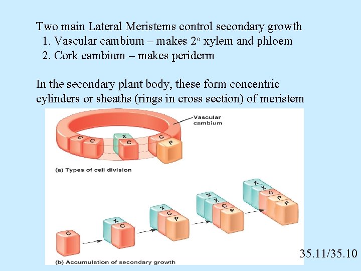 Two main Lateral Meristems control secondary growth 1. Vascular cambium – makes 2 o