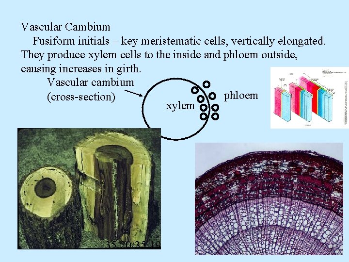 Vascular Cambium Fusiform initials – key meristematic cells, vertically elongated. They produce xylem cells