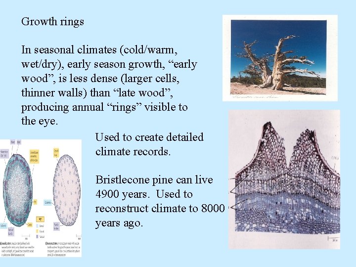 Growth rings In seasonal climates (cold/warm, wet/dry), early season growth, “early wood”, is less