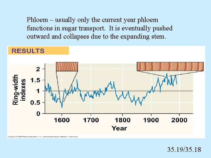 Phloem – usually only the current year phloem functions in sugar transport. It is