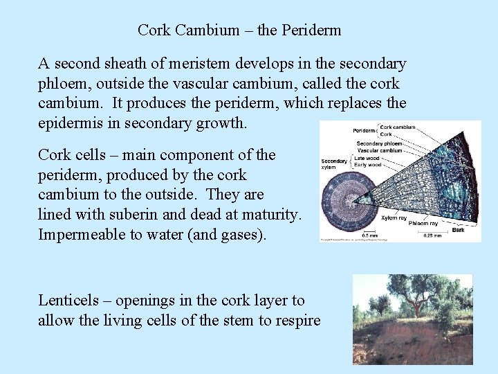 Cork Cambium – the Periderm A second sheath of meristem develops in the secondary