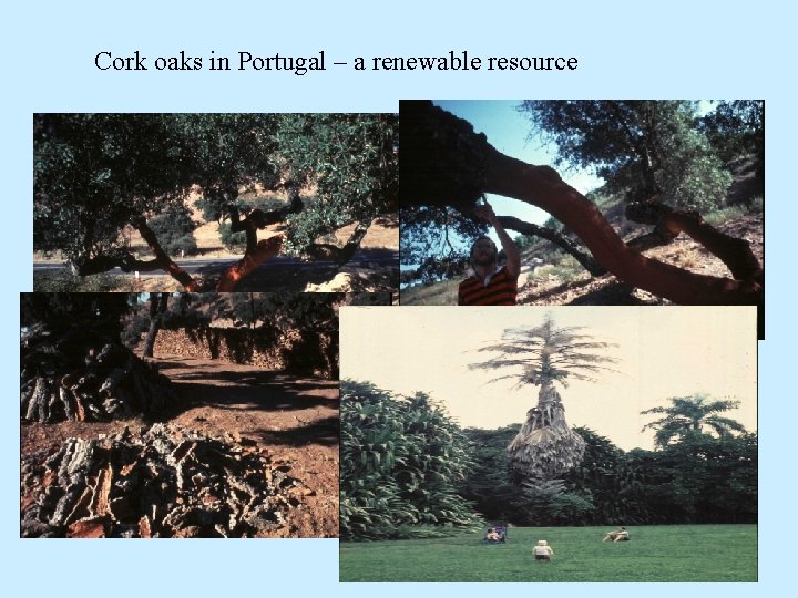 Cork oaks in Portugal – a renewable resource 