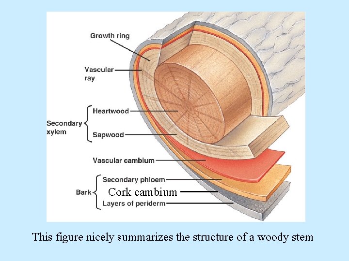 Cork cambium This figure nicely summarizes the structure of a woody stem 