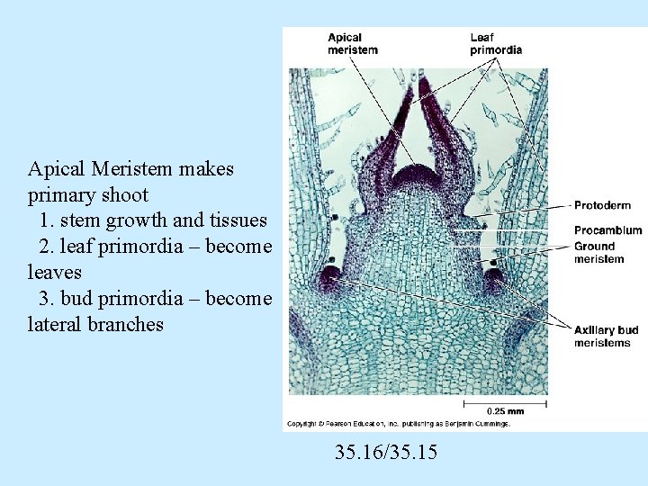 Apical Meristem makes primary shoot 1. stem growth and tissues 2. leaf primordia –