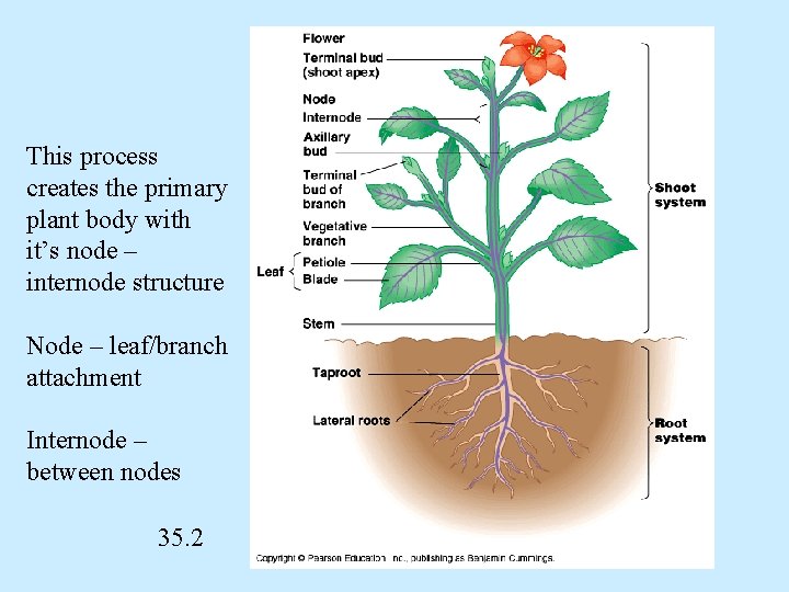 This process creates the primary plant body with it’s node – internode structure Node