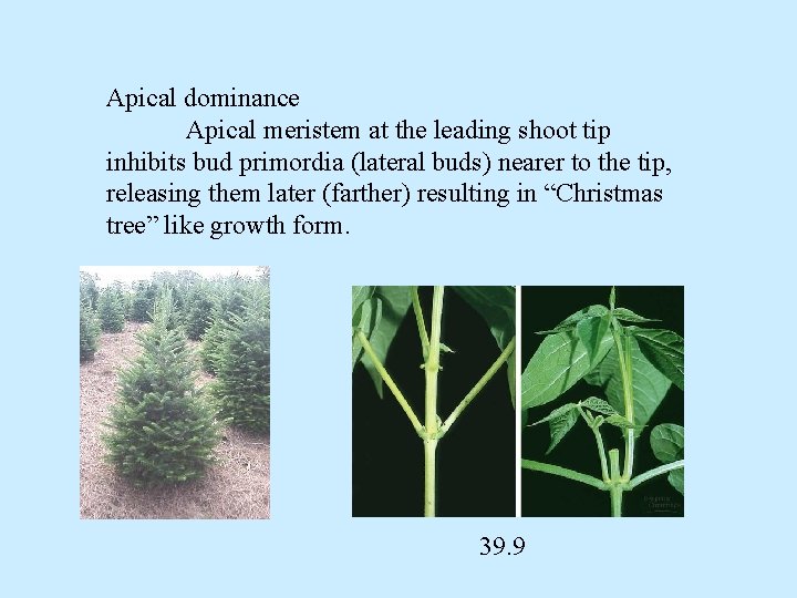 Apical dominance Apical meristem at the leading shoot tip inhibits bud primordia (lateral buds)