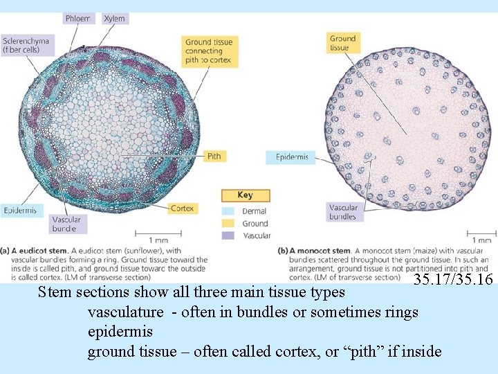 35. 17/35. 16 Stem sections show all three main tissue types vasculature - often