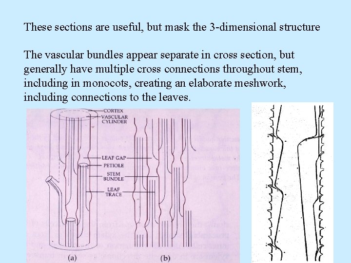 These sections are useful, but mask the 3 -dimensional structure The vascular bundles appear