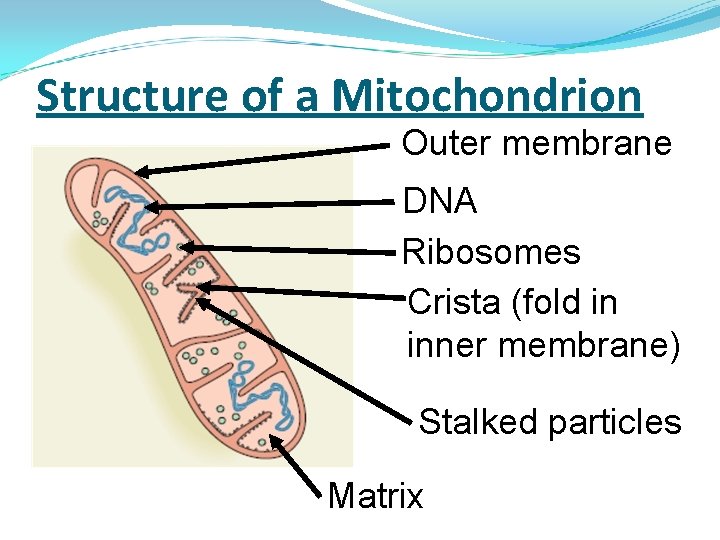 Respiration 4 1 Glycolysis Cliff Climb Starter To