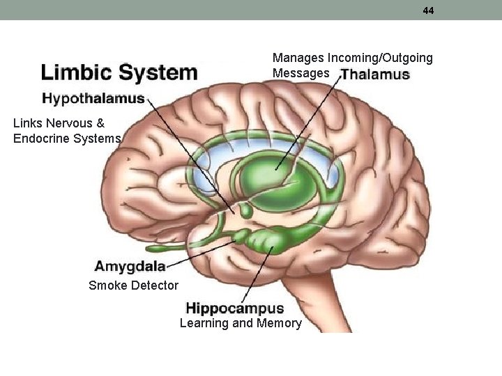 44 Manages Incoming/Outgoing Messages Links Nervous & Endocrine Systems Smoke Detector Learning and Memory