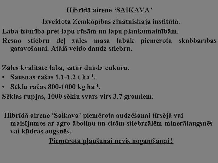 Hibrīdā airene ‘SAIKAVA’ Izveidota Zemkopības zinātniskajā institūtā. Laba izturība pret lapu rūsām un lapu