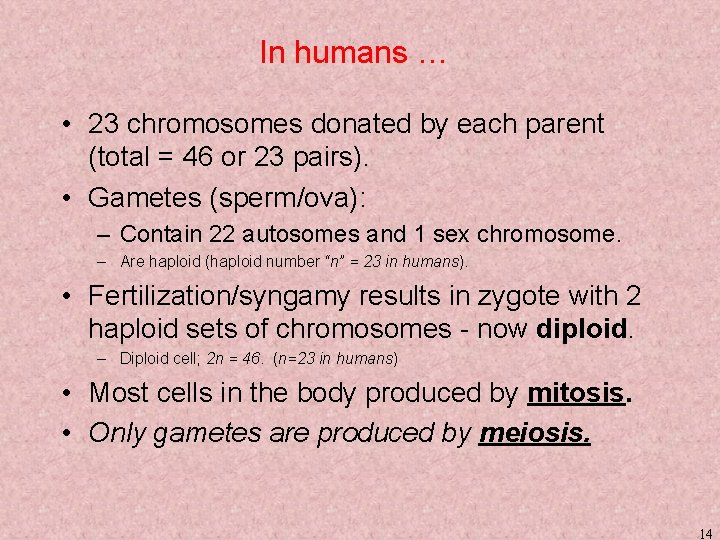 In humans … • 23 chromosomes donated by each parent (total = 46 or