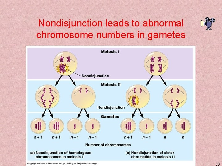 Nondisjunction leads to abnormal chromosome numbers in gametes 23 