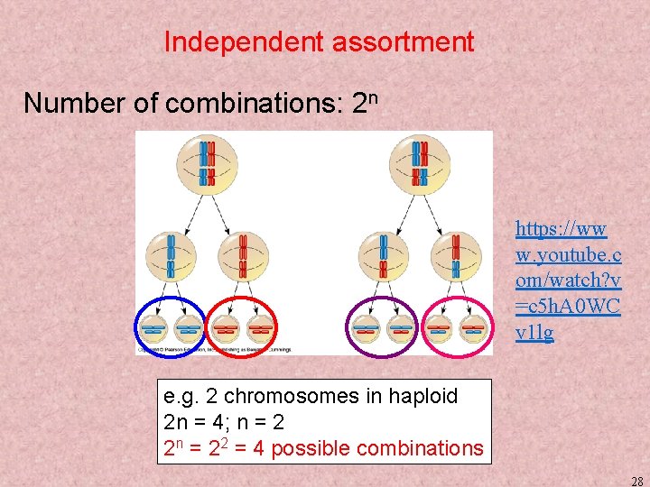 Independent assortment Number of combinations: 2 n https: //ww w. youtube. c om/watch? v