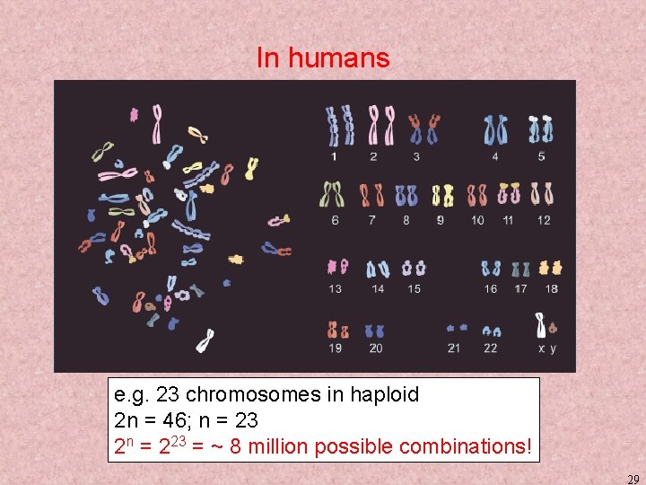 In humans e. g. 23 chromosomes in haploid 2 n = 46; n =