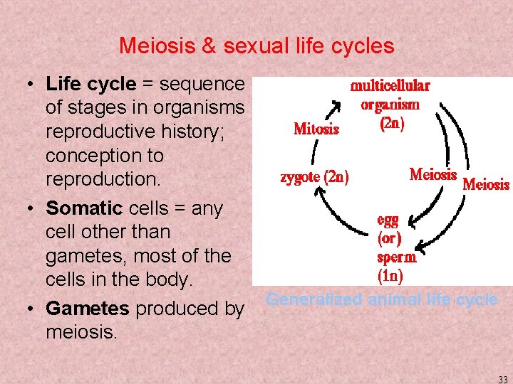 Meiosis & sexual life cycles • Life cycle = sequence of stages in organisms