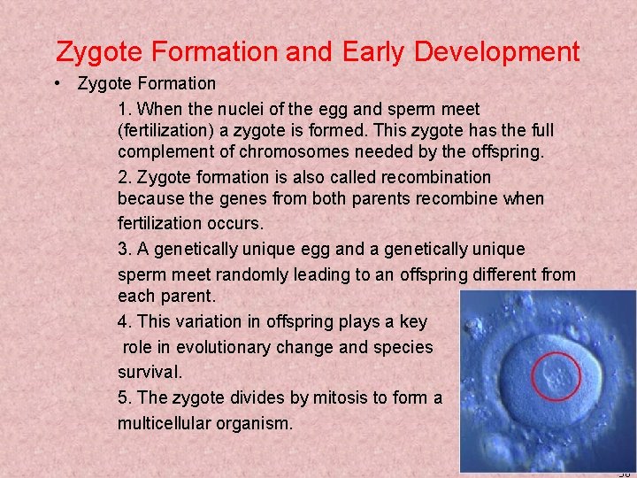 Zygote Formation and Early Development • Zygote Formation 1. When the nuclei of the