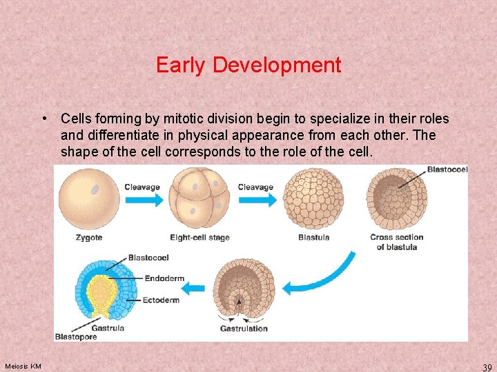 Early Development • Cells forming by mitotic division begin to specialize in their roles