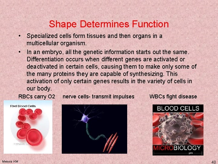 Shape Determines Function • Specialized cells form tissues and then organs in a multicellular