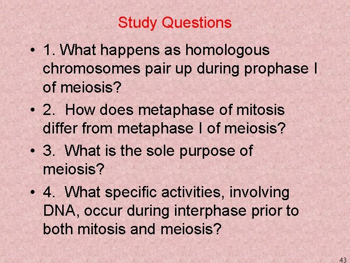 Study Questions • 1. What happens as homologous chromosomes pair up during prophase I