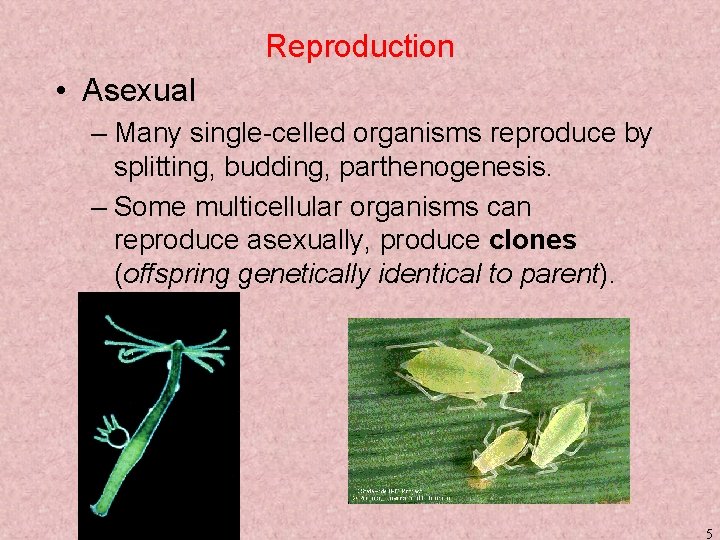 Reproduction • Asexual – Many single-celled organisms reproduce by splitting, budding, parthenogenesis. – Some