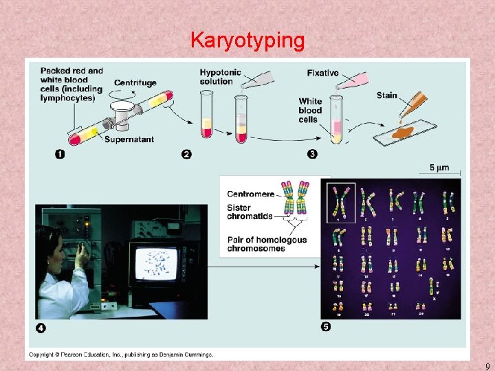 Karyotyping 9 