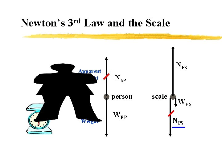 Newton’s 3 rd Law and the Scale Apparent Weight NFS NSP person True Weight