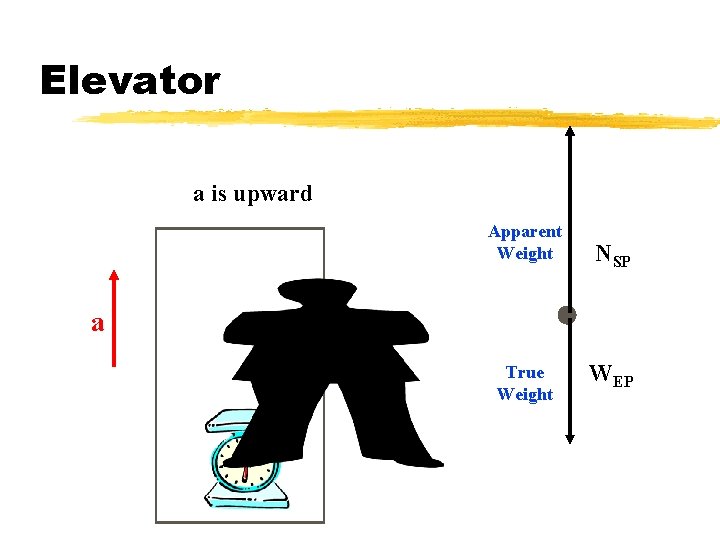 Elevator a is upward Apparent Weight NSP a True Weight WEP 