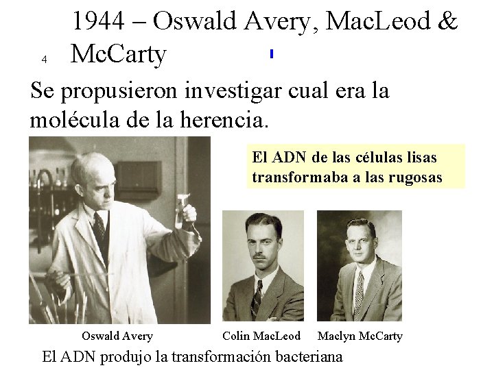 4 1944 – Oswald Avery, Mac. Leod & Mc. Carty Se propusieron investigar cual