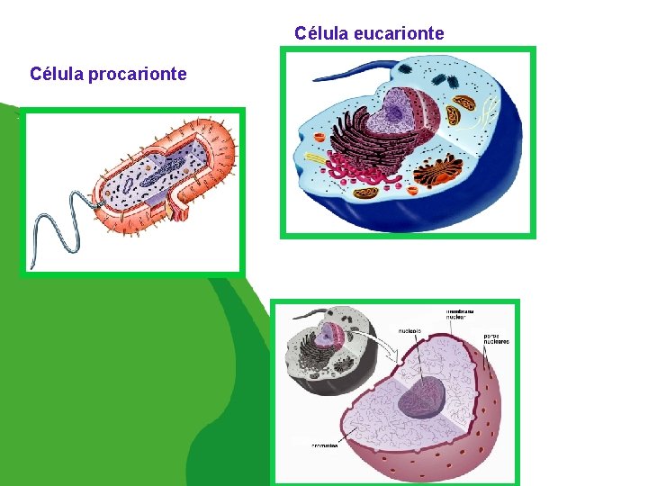 5 Célula procarionte Célula eucarionte 