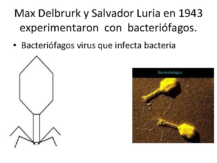 Max Delbrurk y Salvador Luria en 1943 experimentaron con bacteriófagos. • Bacteriófagos virus que