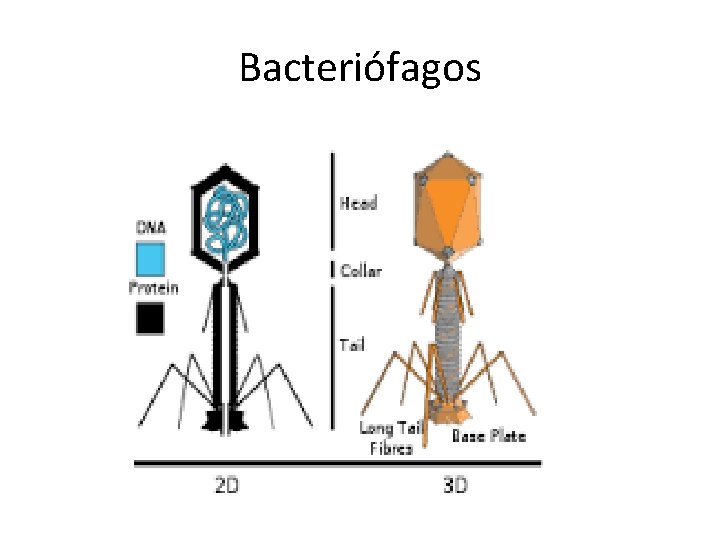 Bacteriófagos 