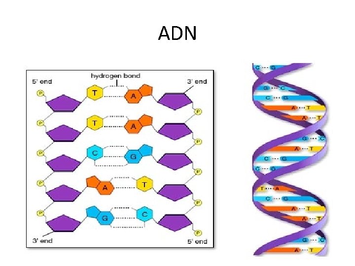 ADN 