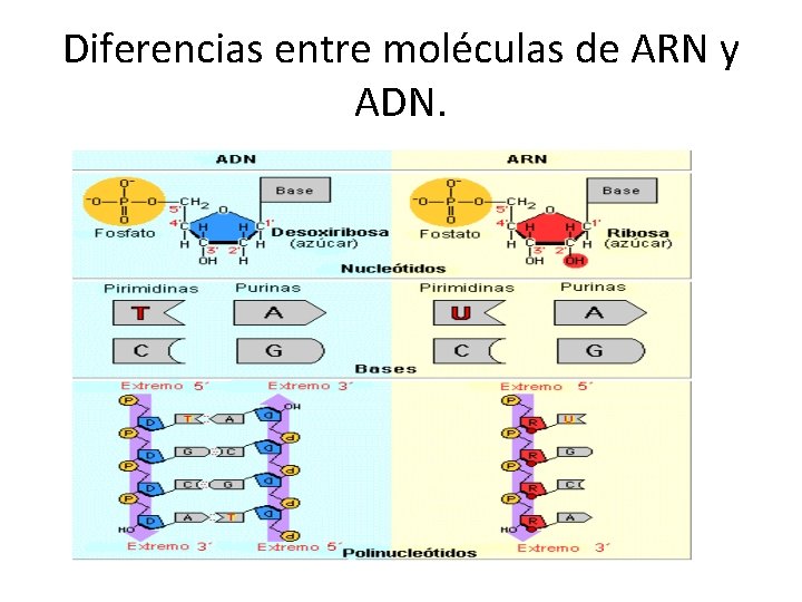 Diferencias entre moléculas de ARN y ADN. 